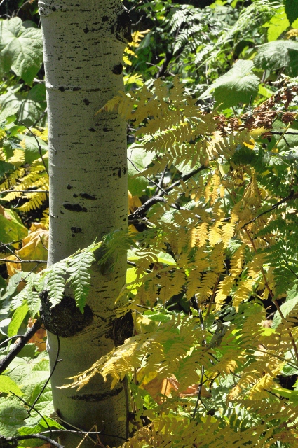 aspen with touch of fall
